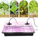 Lush Plant Development LED Grow Light Set for Indoor Cultivation