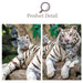 Roaring Beauty: 500-Piece Majestic White Tiger Puzzle Adventure