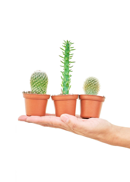 Succulent Serenity: Mini Cactus Trio for Compact Living