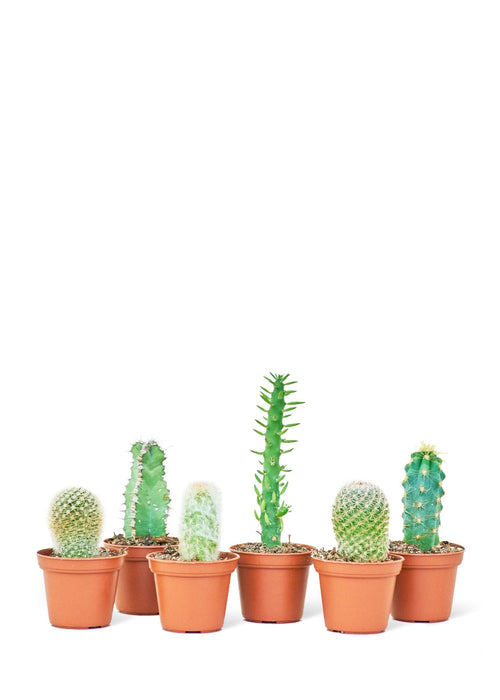 Succulent Serenity: Mini Cactus Trio for Compact Living