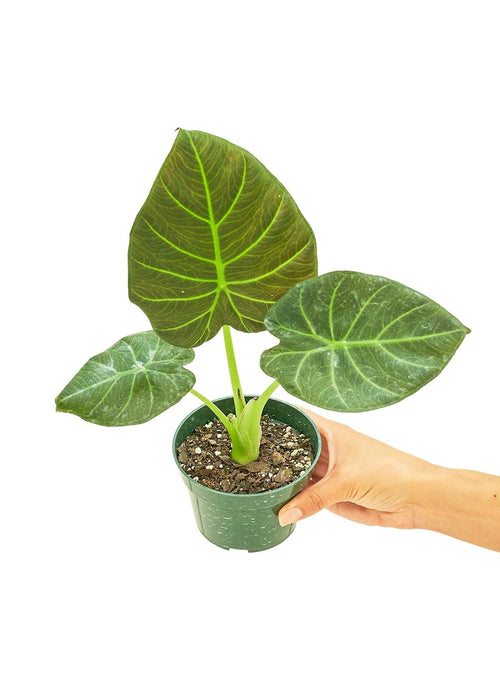 Elite Botanical Haven Collection: Alocasia 'Regal Shields' Petite - Elevate Your Space with Green Sophistication