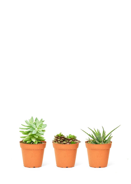 Chic Succulent Set: Stylish Trio for Modern Home Aesthetics