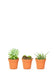 Chic Succulent Set: Stylish Trio for Modern Home Aesthetics