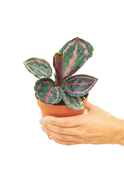 Petite Calathea 'Dottie' - Exquisite Plant with Striking Black and Pink Foliage