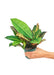 Elegant Mini Croton 'Petra' - Luxurious Indoor Plant for Refined Spaces