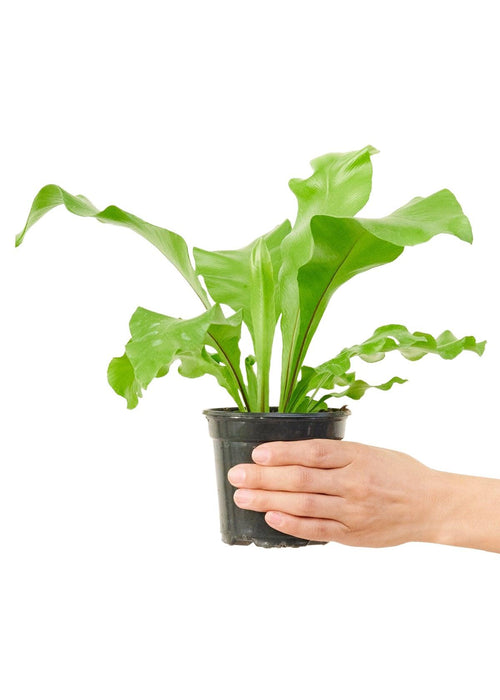 Premium Miniature Bird's Nest Fern - Elegant Indoor Foliage