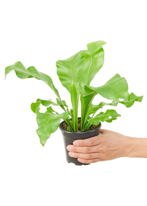 Premium Miniature Bird's Nest Fern - Elegant Indoor Foliage