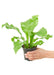 Elegant Mini Bird's Nest Fern - Stylish Low-Maintenance Indoor Plant