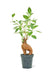 Luxurious Ficus 'Ginseng' Bonsai: A Stunning Greenery Accent for Modern Interiors