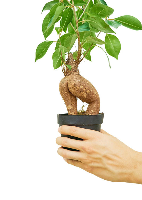 Elegant Ficus 'Ginseng' Bonsai: Petite Greenery for Sophisticated Home Decor