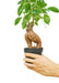 Elegant Ficus 'Ginseng' Bonsai: Petite Greenery for Sophisticated Home Decor