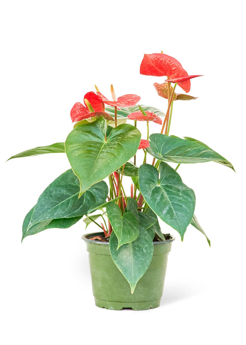 Radiant Red Heart Anthurium - Premium Edition