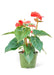 Radiant Red Heart Anthurium - Premium Edition