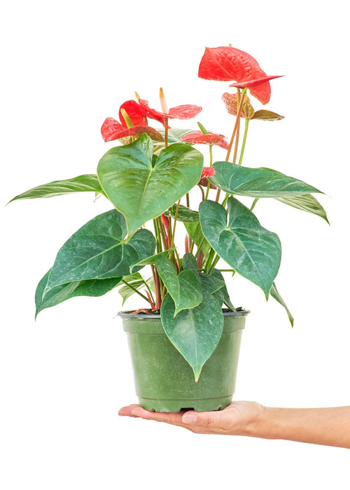 Radiant Red Heart Anthurium - Premium Edition