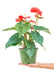 Radiant Red Heart Anthurium - Premium Edition