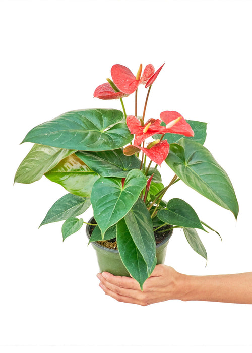 Radiant Red Heart Anthurium - Premium Edition