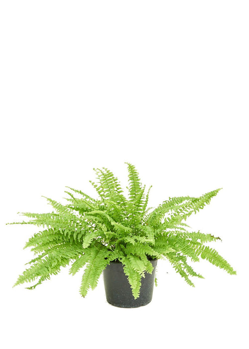 Nature's Elegance: NASA-Certified Boston Fern for a Fresh Indoor Atmosphere - Embrace the Beauty of Greenery