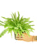 Nature's Elegance: NASA-Certified Boston Fern for a Fresh Indoor Atmosphere - Embrace the Beauty of Greenery