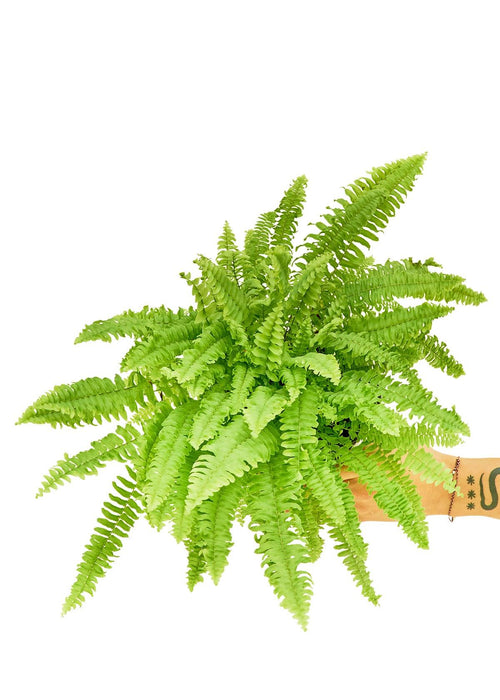 NASA-Certified Boston Fern: Premium Indoor Air Purifier - Enhance Your Space with Nature's Elegance