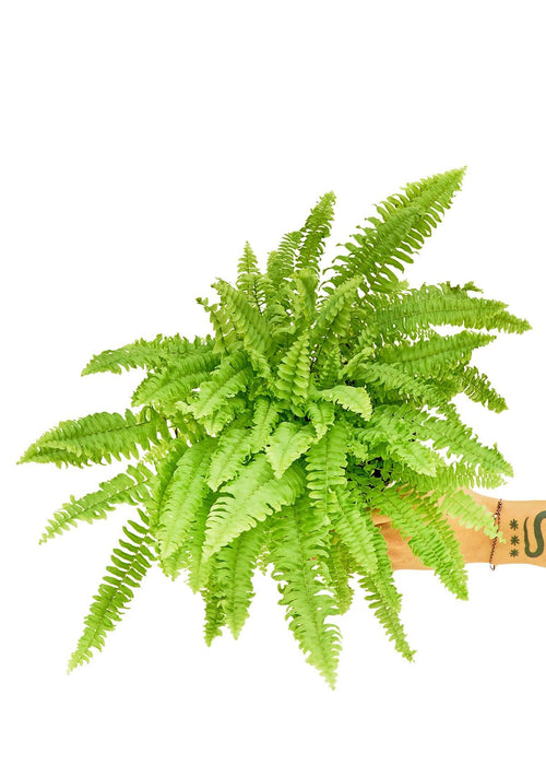 Nature's Elegance: NASA-Certified Boston Fern for a Fresh Indoor Atmosphere - Embrace the Beauty of Greenery