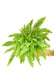 NASA-Certified Boston Fern: Premium Indoor Air Purifier - Enhance Your Space with Nature's Elegance