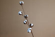 Charming Dried Cotton Flower Arrangement - A Touch of Nature for Home and Weddings