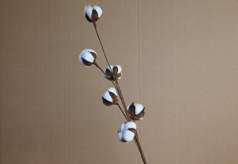 Charming Dried Cotton Flower Arrangement - A Touch of Nature for Home and Weddings