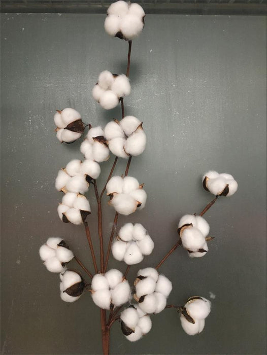 Charming Dried Cotton Flower Arrangement - A Touch of Nature for Home and Weddings