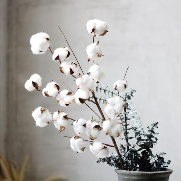 Charming Dried Cotton Flower Arrangement - A Touch of Nature for Home and Weddings