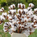 10-Piece Rustic White Cotton Floral Stems for Country Home Decor
