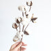 Charming Dried Cotton Flower Arrangement - A Touch of Nature for Home and Weddings