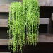 Green Faux Succulent Vine with Cascading Beauty