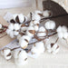 Charming Dried Cotton Flower Arrangement - A Touch of Nature for Home and Weddings