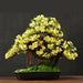 Tranquil Zen Faux Pine Bonsai - Effortless Serenity Enhancer