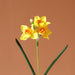 Narcissus Silk Blossom: Exquisite Luxury for Elegant Spaces