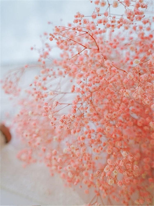 Elegant Dried Gypsophila Bouquet - Ideal for Weddings & Rustic Home Decor