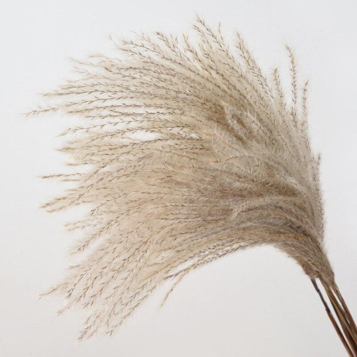 Dried Pampas Grass Bouquet - Elegant Rustic Decor for Homes and Weddings