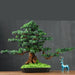 Tranquil Zen Faux Pine Bonsai - Effortless Serenity Enhancer